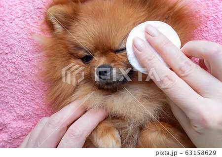 woman cleans the eyes of a pomeranian dog woman cleans the eyes of a pomeranian dog 63158629
