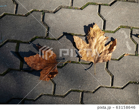Fallen two yellow leaf on a stone slab in the Fallen two yellow leaf on a stone slab in the 63158646