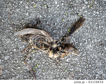 Dead decomposed bird lies on a stone surface 63158658