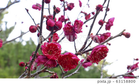 紅梅 水滴 雨滴 63158800