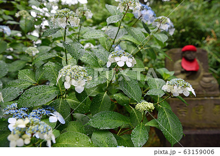 街景色 東京日野市 梅雨の季節 街景色 東京日野市 梅雨の季節 63159006