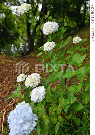 街景色　東京日野市　梅雨の季節 63159007