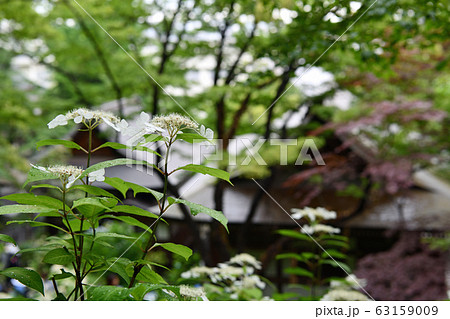 街景色　東京日野市　梅雨の季節 63159009