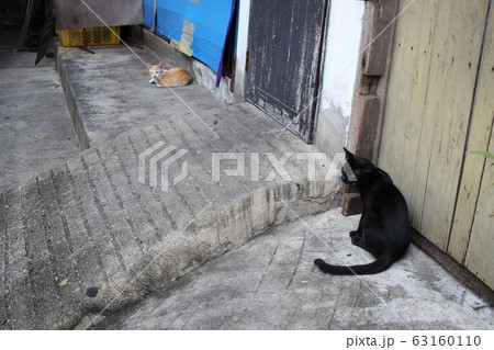 タイ 野良猫 黒猫 ネコ タイ 野良猫 黒猫 ネコ 63160110