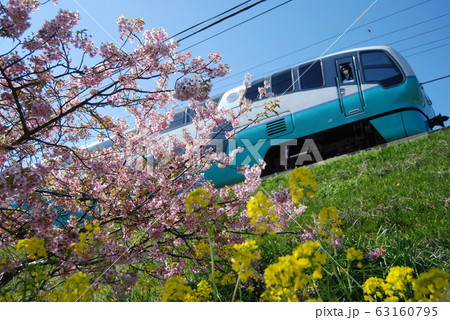 河津桜と菜の花の中を行く特急「スーパービュー踊り子」号 河津桜と菜の花の中を行く特急「スーパービュー踊り子」号 63160795