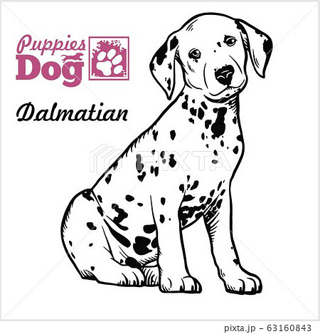 dalmatian puppies