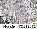 石畳の枝垂桜 63161182