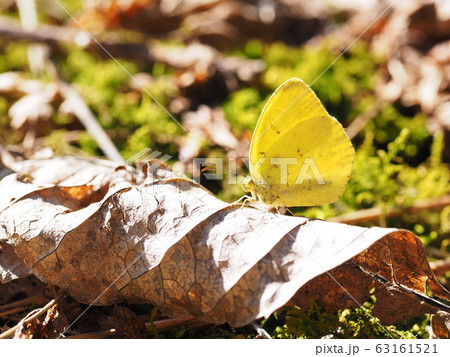 早春のキチョウ 早春のキチョウ 63161521