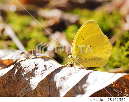 早春のキチョウ 63161522