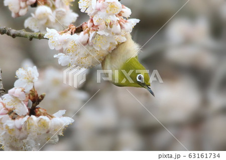 桜とメジロ 桜とメジロ 63161734
