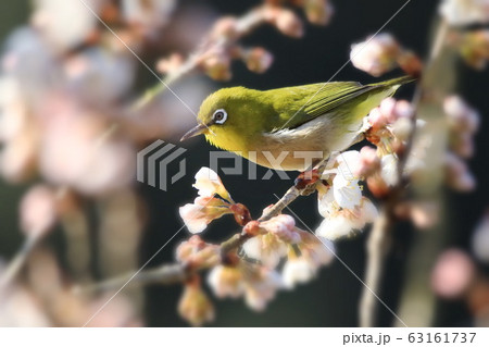 桜とメジロ 桜とメジロ 63161737