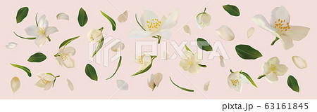 3D realistic jasmine with green leaf. White jasmine flower in motion. Beautiful jasmine closeup. Vector illustration 3D realistic jasmine with green leaf. White jasmine flower in motion. Beautiful jasmine closeup. Vector illustration 63161845