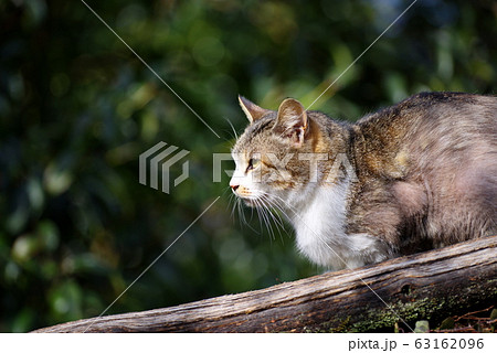 猫ちゃん 猫ちゃん 63162096