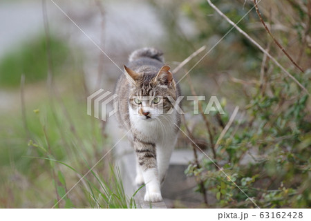 歩く猫 63162428