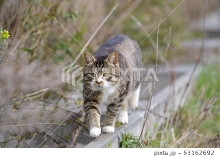 歩く猫 歩く猫 63162692