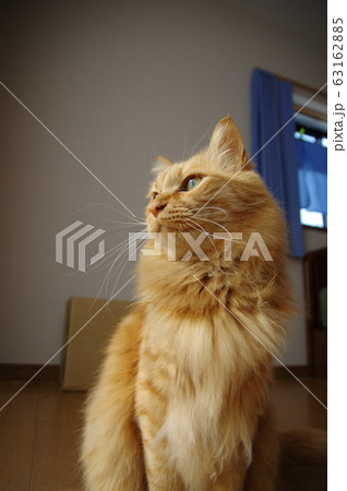 茶トラ猫 63162885