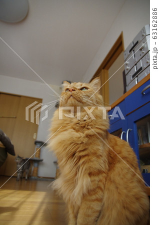 茶トラ猫 63162886