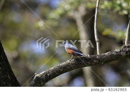 荒尾市　四ツ山神社　磯ヒヨドリ、 63162903