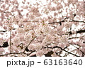 撓わ　サクラ 63163640