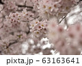 たわわ　桜 63163641
