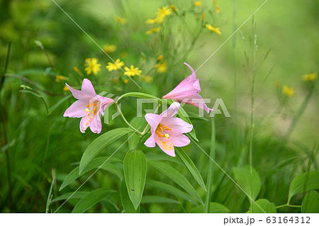 姫小百合の花 姫小百合の花 63164312
