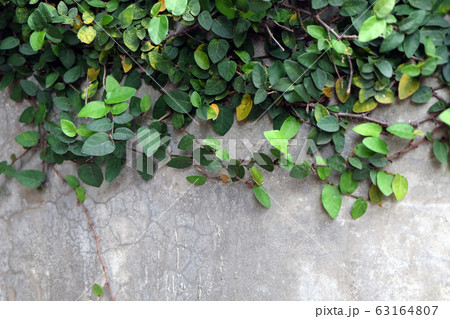 Natural green background. Creeping fig (Ficus 63164807