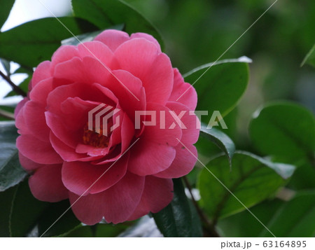 椿の花 椿の花 63164895