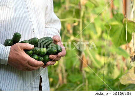 Senior gardener holding in hands ripe cucumbers in greenhouse 63166282