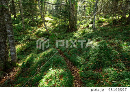 日本・北海道東部の国立公園、オンネトーの散 日本・北海道東部の国立公園、オンネトーの散 63166397