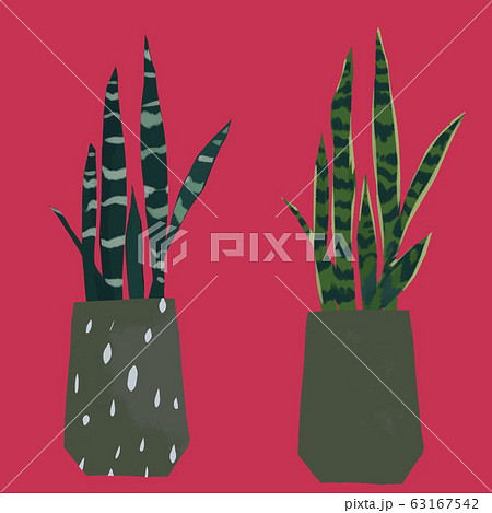 サンスベリア トラノオ 虎の尾 観葉植物 セットのイラスト素材