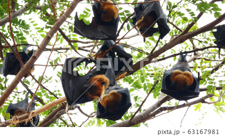 Group of flying foxes clinging to branches in the forest. Group of flying foxes clinging to branches in the forest. 63167981