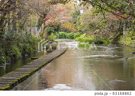 三島市の源兵衛川 63168862