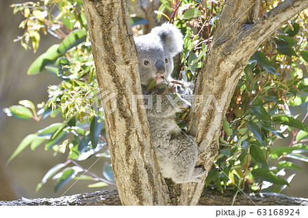 【コアライメージ】ユーカリの葉っぱを食べるコアラの赤ちゃん 63168924