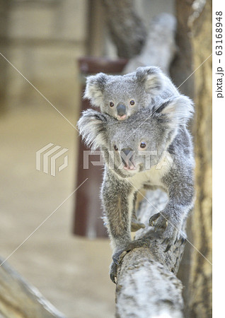 【子育てイメージ】子どもをおんぶして歩く母親コアラ 63168948