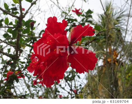 Hibiscus rosa-sinensis or is a genus of flowering plants in the mallow family, Malvaceae. It was a Malaysian national flower call Bunga Raya. Hibiscus rosa-sinensis or is a genus of flowering plants in the mallow family, Malvaceae. It was a Malaysian national flower call Bunga Raya. 63169704