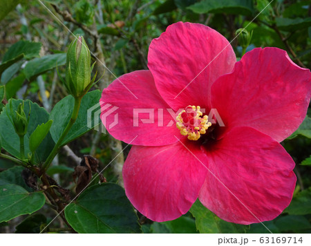 Hibiscus rosa-sinensis or is a genus of flowering plants in the mallow family, Malvaceae. It was a Malaysian national flower call Bunga Raya. 63169714