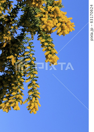 ミモザアカシアの花 63170624