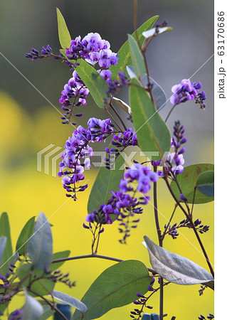 ハーデンベルギア(小町藤) ハーデンベルギア(小町藤) 63170686