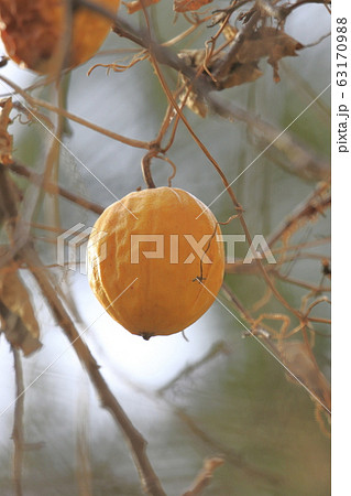 黄烏瓜（キカラスウリ）の実 63170988