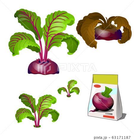 Set of stages of life of a agricultural plant beet isolated on white background. Paper packaging for storage of seeds. Vector cartoon close-up illustration. 63171187