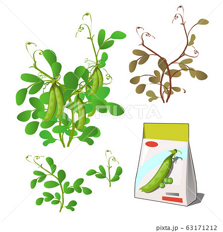 Set of stages of life of a agricultural plant green pea isolated on white background. Paper packaging for storage of seeds. Vector cartoon close-up illustration. 63171212