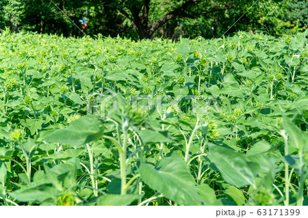 ひまわりの蕾 63171399