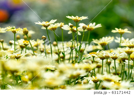 マーガレット 63171442