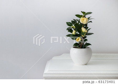 Flowering camellia in a white pot Flowering camellia in a white pot 63173401