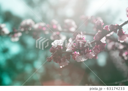 tree branch with buds background 63174233