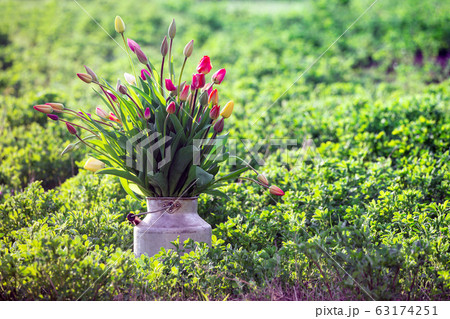 huge bouquet of tulips 63174251