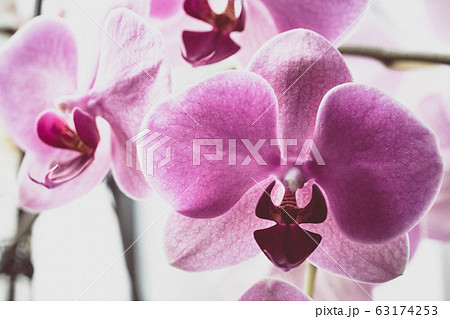 background of orchid flowers background of orchid flowers 63174253