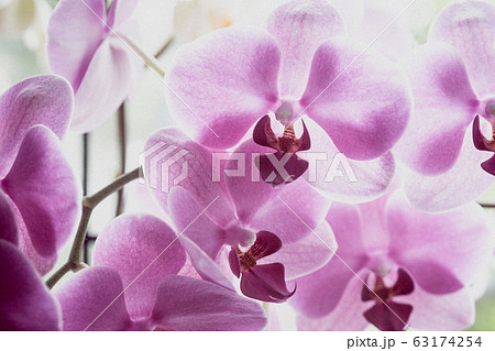 background of orchid flowers 63174254
