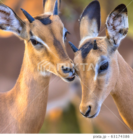 Young Impalas grooming sweetly insta Young Impalas grooming sweetly insta 63174386