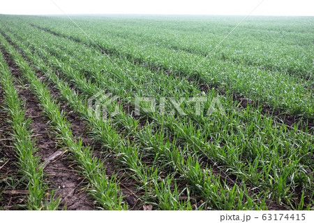 wheat field in early spring. first shoots wheat field in early spring. first shoots 63174415